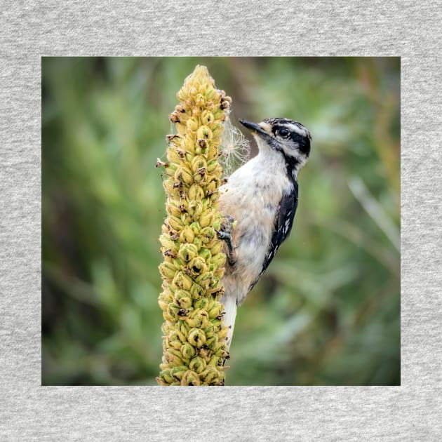 Woodpecker by algill